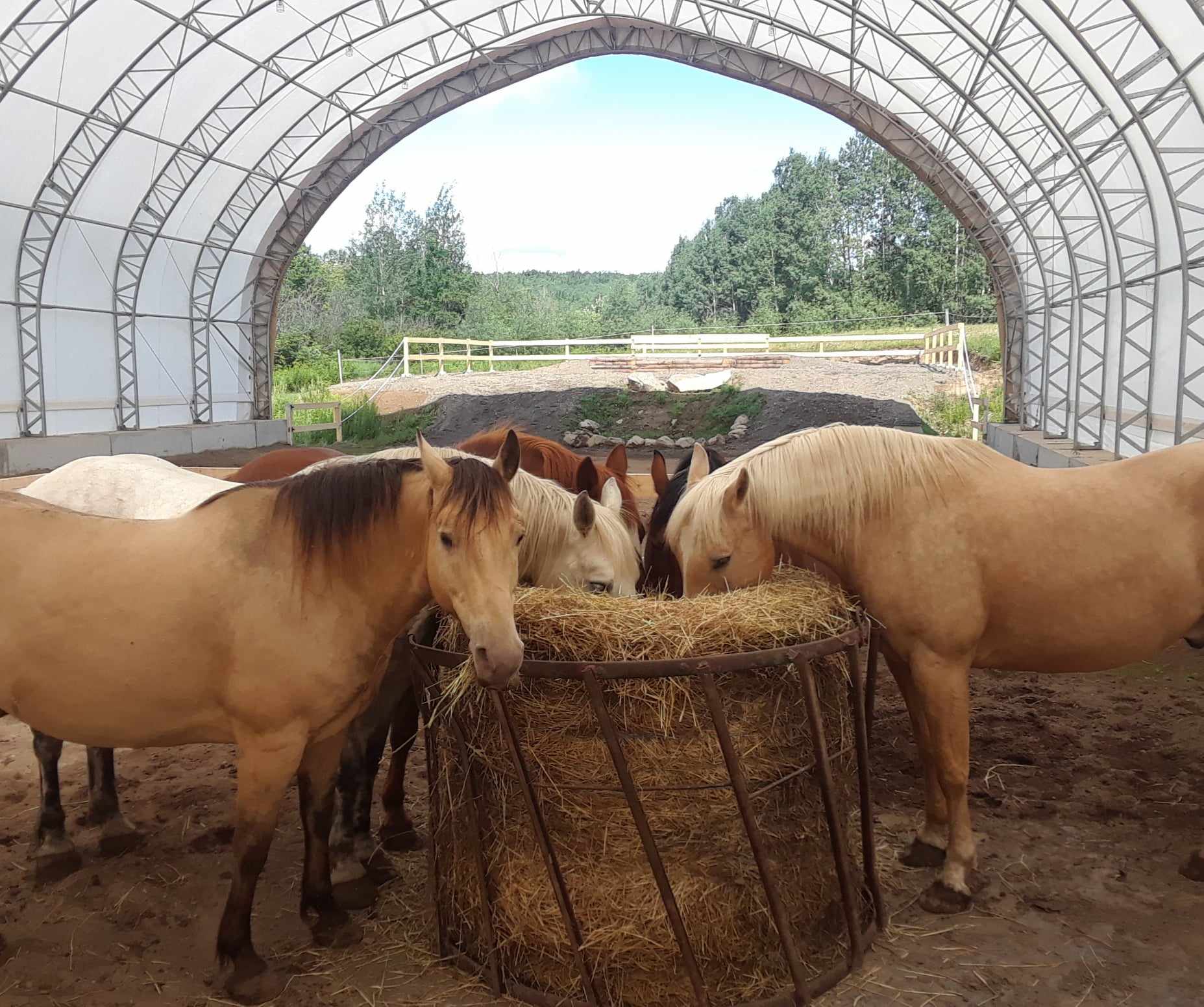 Cheval tribal Activité équestre